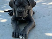 Cane Corso kutsikad