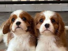 Cavalier King Charlesi spanjeli kutsikad..