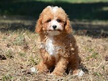 Maltipoo kutsikad
