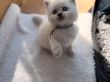 Müüa armas ragdoll-kassipoeg. Kirjuta mulle