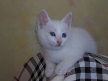Красивые котята