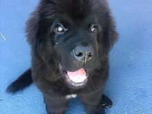 Newfoundlandi kutsikad