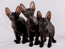 Cornish rex kassipojad