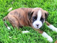 Boxer puppies