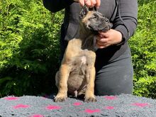 Cane Corso kutsikad