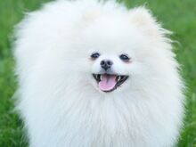 Pomeranian kutsikas