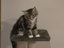 Норвежская лесная кошка