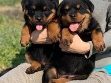 Pure breed Rottweiler puppies available