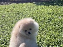 Pomeranian spits