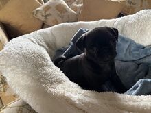 Mops