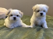 Maltese kutsikad