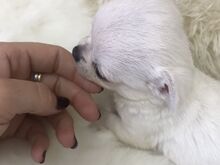 Chihuahua kutsikad