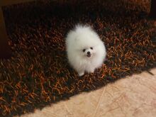 Pomeranian kutsikas