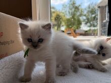 Voodis inimestega. Müüa armas ragdoll-kassipoeg..