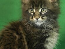 MAINE COON KASSIPOJAD