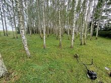 Trimmerdamine Kagu-Eestis
