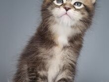 Maine Coon