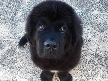 Newfoundlandi kutsikad
