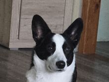 Corgi