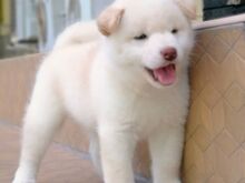 Jaapani shiba inu