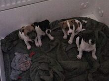 2 alles!! Jackrussle kutsikad..võtke minuga ühendu