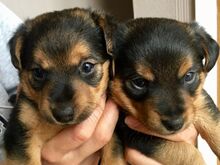 Jack Russelli kutsikad