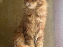 Isane 1-aastane Maine Coon