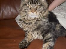 Maine Coon poiss! Mõistlik tingimine on kohane!!