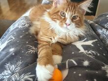MAINE COON KASSIPOEG
