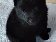 2-kuused Schipperke kutsikad