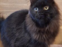 Maine Coon kassipojad