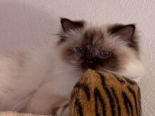 Священная бирманская красавица