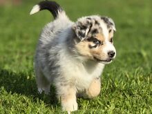 Aussie Siberian F1 kutsikad