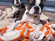 Kennel müüb Bostoni terjeri kutsikaid.