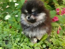 Pomeranian kutsikad
