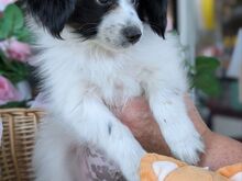 Papilloni kutsikad