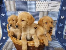 Labradori retriiveri kutsikad.