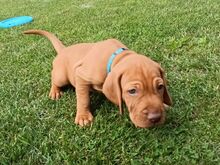 ungari vizsla
