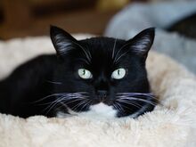 Дружелюбная Глория