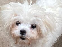 Maltese puppies