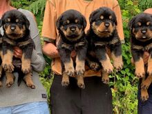 Rottweileri kutsikad