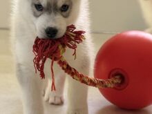 Siberi husky kutsikad/ Щенки сибирский хаски
