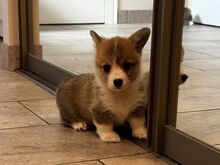 Pembroke Welsh Corgi