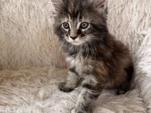 Maine Coon tõugu emased kassipojad