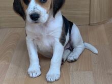 Beagle'i kutsikad
