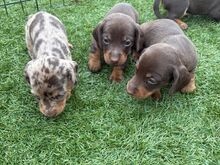 Miniature dachshund puppies
