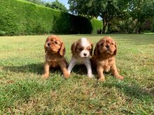 Cavalier King Charlesi spanjeli kutsikad