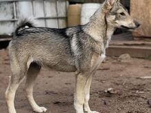 Läänesiberi laika
