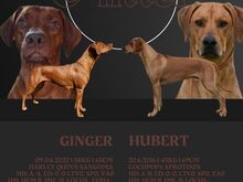 Rhodesian Ridgeback kutsikad, tõutunnistusega