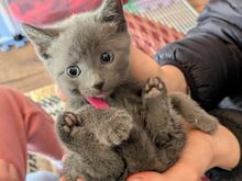 Russian blue kittens